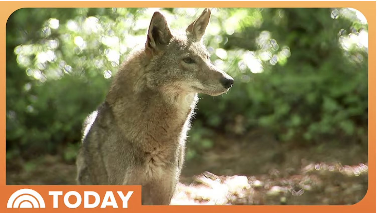 an adult red wolf looks off into the distance with the Today Show logo around the image